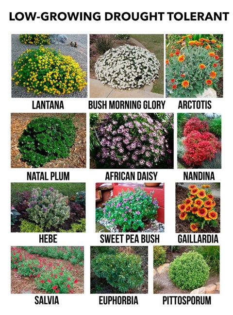 drought tolerant plants